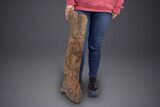 Fossil Hadrosaur (Edmontosaurus) Femur - Wyoming #313984-4